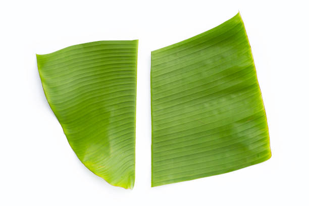 istock Banana leaves on white background 1385203605