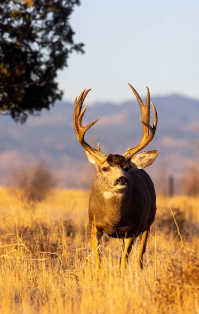 istock Mule Deer Buck in Autumn in Colorado 1385203655