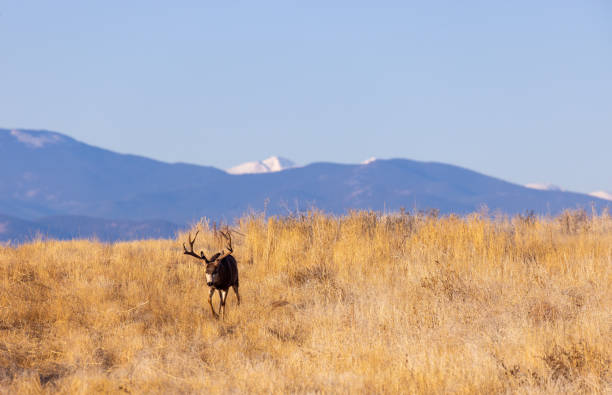 a mule deer buck during the rut in fall in Colorado