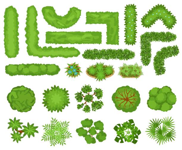 Top view trees, plants, garden bushes and hedges for landscape design. City park landscaping elements, hedge, bush, flowers vector set Top view trees, plants, garden bushes and hedges for landscape design. City park landscaping elements, hedge, bush, flowers vector set. Botanic objects with green foliage for plan isolated on white hedge stock illustrations