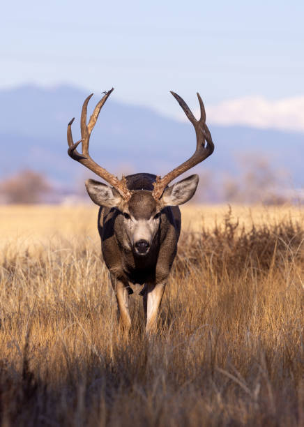 istock Mule Deer Buck in Autumn in Colorado 1385205101