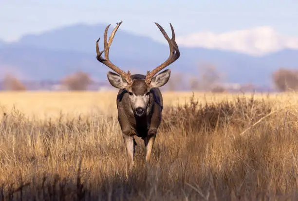 Photo of Mule Deer Buck in Autumn in Colorado