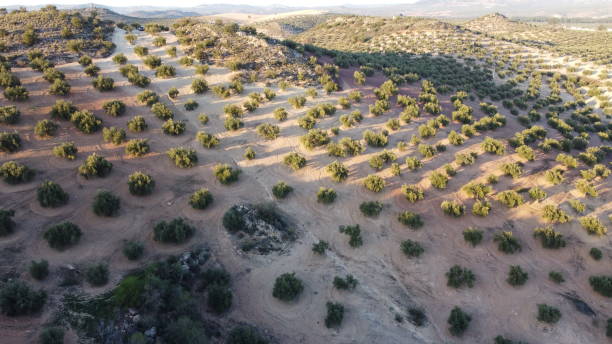 istock Field of olive trees in Andalusia 1385205160