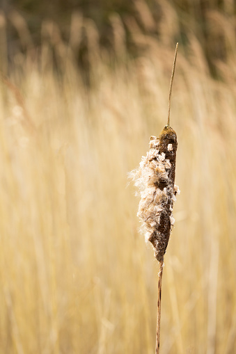 Bulrush with seeds bursting out isolated from background no people