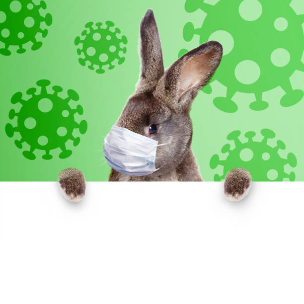 istock Easter rabbit with medical mask at epidemic time 1385207852