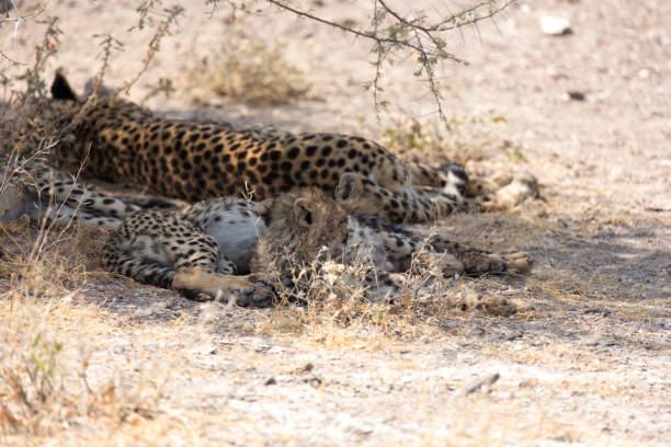 istock View of cheetah mother with cubs 1385208274