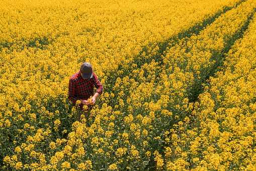 Aerial view of male farmer inspecting blooming rapeseed crops in field, high angle view drone photography