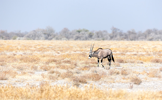 View of oryx in national park, Namibia
