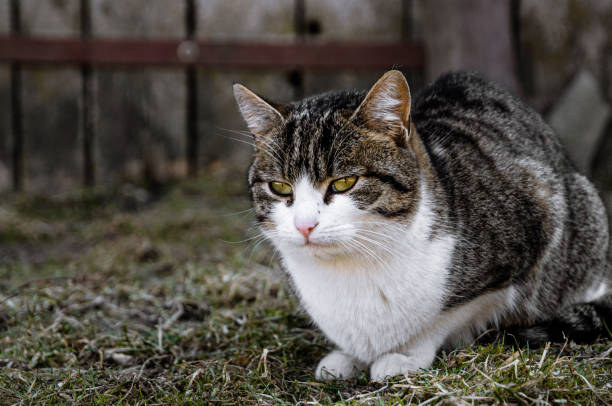 istock A cat in the village is sitting on the grass 1385211162