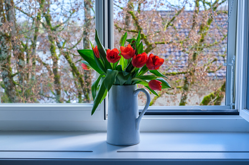 Tulips in front of a window