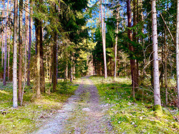 forest path through a forest - logging road imagens e fotografias de stock