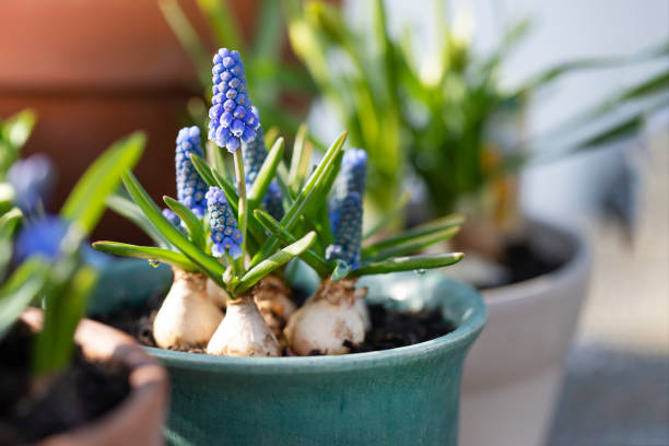 Blue muscari in a pot Blue muscari flowers in pot in sunlight grape hyacinth stock pictures, royalty-free photos & images