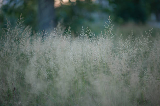PANICUM VIRGATUM. a field of tall grass with fluffy spikelets. High quality photo