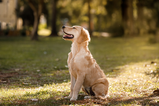 Golden retriever dog lying on light floor indoors