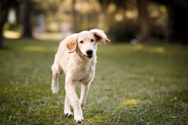 istock Golden retriever walking on the park looking forward 1385214312