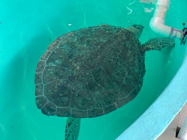 istock South Padre Rescue 2 1385214383