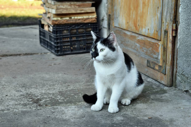 Beautiful white and black domestic cat looking for a mouse in backyard