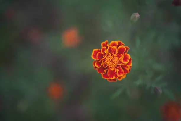 Small-flowered barhatts. marigold flower. High quality photo