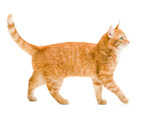 ginger cat walks ginger cat walks on a white and isolated background tabby cat photos stock pictures, royalty-free photos & images