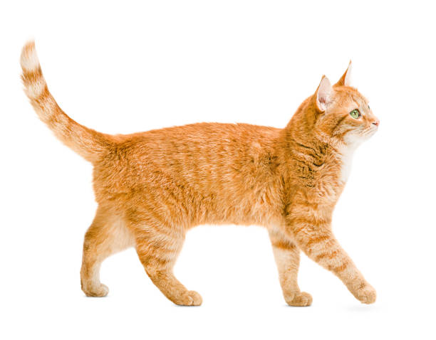 ginger cat walks ginger cat walks on a white and isolated background cat family stock pictures, royalty-free photos & images