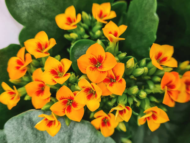 kalanchoe orange en fleurs avec un centre rouge - kalanchoe photos et images de collection