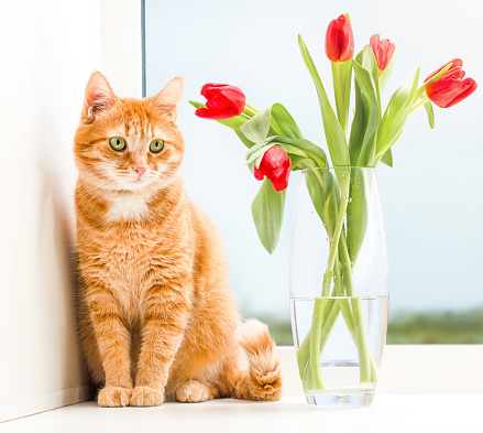 ginger cat and a bouquet of tulips on the window