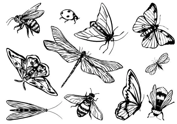 Vector illustration of Insects collection. Set of bugs, butterflies, dragonfly, bees. Hand drawn vector illustration. Retro engraving style cliparts isolated on white background.