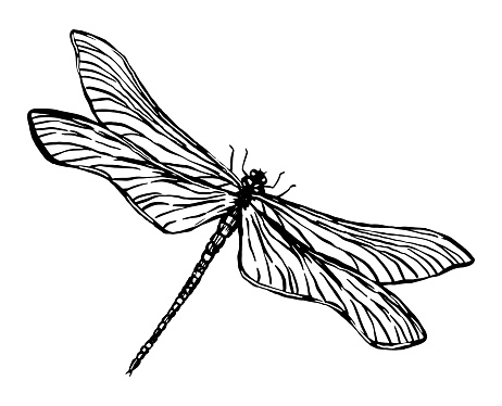 Flying dragonfly, insect animal sketch. Hand drawn vector illustration. Retro engraving style clipart isolated on white background.