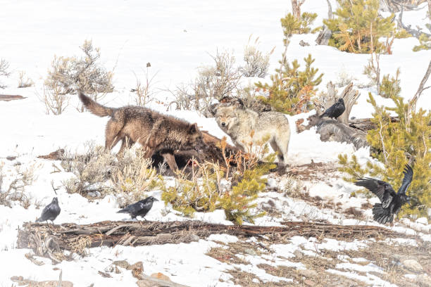 istock Two gray wolves at bison carcass with numerous raven standing by for a share 1385219136