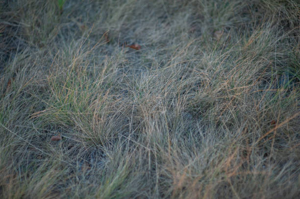 istock PANICUM VIRGATUM. a field of tall grass with fluffy spikelets 1385219181