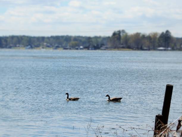 istock Geese swimming in a lake 1385221017