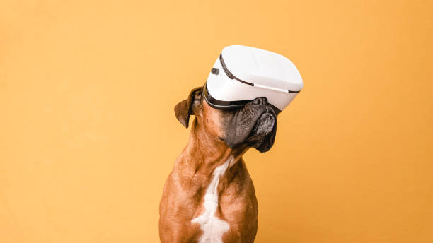 Boxer dog using VR glasses while standing over an isolated yellow background. stock photo