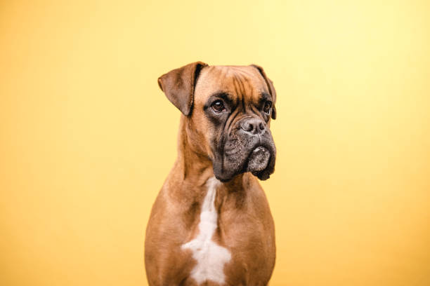 vista de cerca de un perro bóxer mirando hacia otro lado mientras está de pie sobre un fondo amarillo aislado. - boxer perro fotografías e imágenes de stock