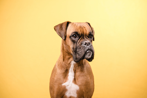 Close up view of a boxer dog looking away while standing over an isolated yellow background. Animals and pets concept.