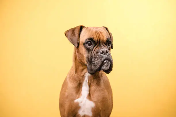 Photo of Close up view of a boxer dog looking away while standing over an isolated yellow background.