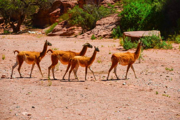 Guanacos roaming the canyon floor of Talampaya National Park, La Rioja, Argentina
