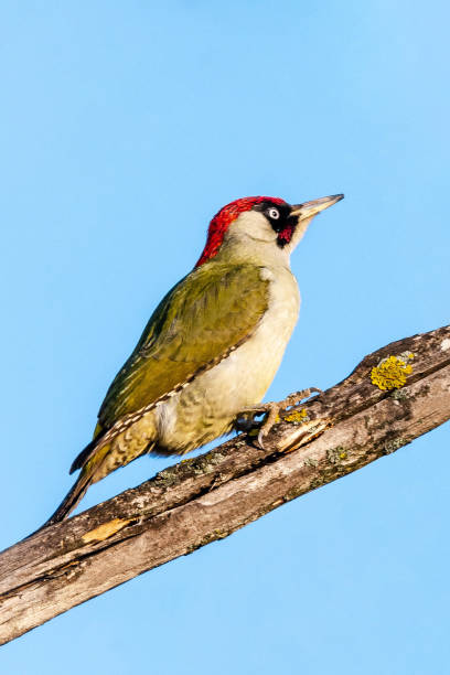 kuvapankkikuvat ja rojaltivapaat kuvat aiheesta euroopan vihreä tikka (picus viridis) puussa, eristetty sinisen taivaan taustalla - european green woodpecker