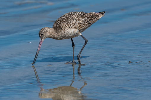 Godwits, or possibly curlews or willets, searching for food on a California beach in the month of March.
