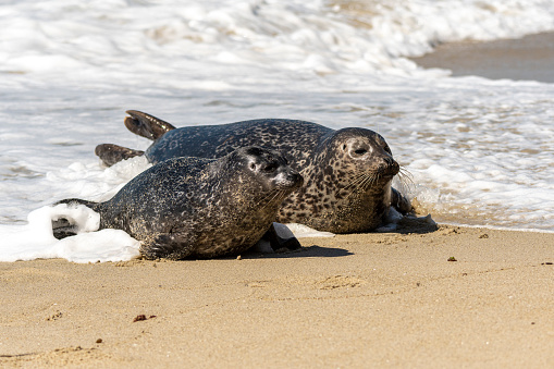 A mother harbor seal and her pup resting in the sand on a beach in California.