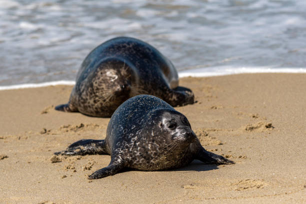 istock Harbor Seal Mom and Pup on a Beach 1385222877