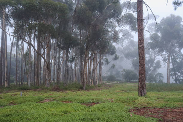 istock trees in bushland in morning fog 1385228428
