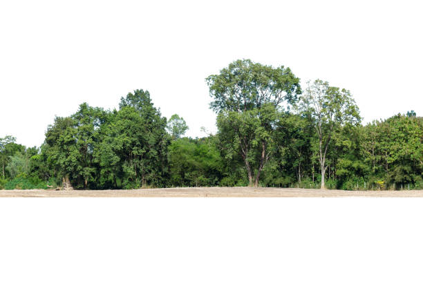 istock View of a High definition Treeline isolated on a white background 1385229484