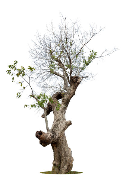 istock The tree grows alone a white background. Leaves fall and fall like life begins again. 1385229523
