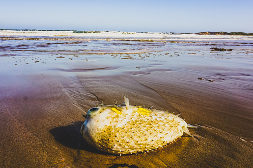 A stranded puffer fish on the Australian beach.