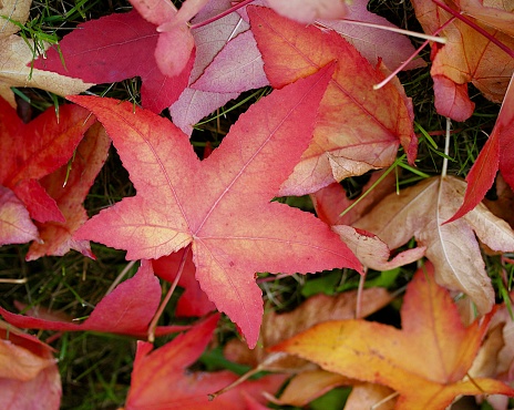 Close-up shot of the deep purplish-crimson leaves of the award-winning Norway Maple (Acer platanoides) 'Crimson King' growing in a park in spring