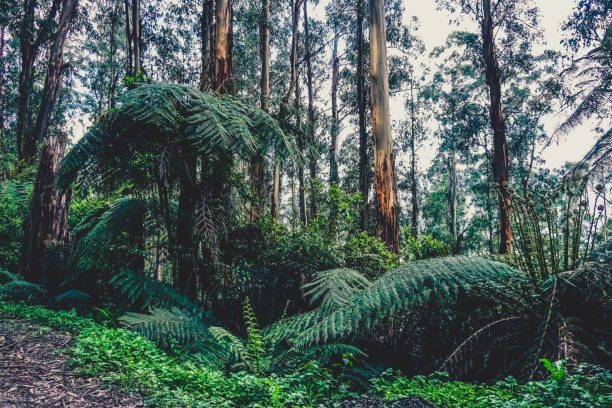 オーストラリアの密集した熱帯雨林を見る。 - eucalyptus tree tree australia tropical rainforest ストックフォトと画像