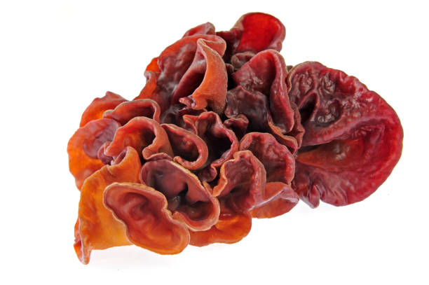istock Black fungus on a white background 1385235968