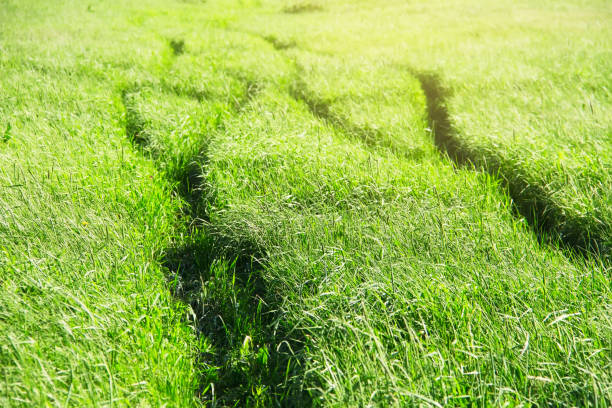 Footpath in a summer field. Natural background