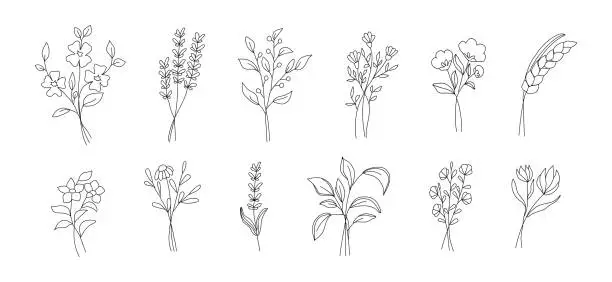 Vector illustration of Wild Flowers botany set. Hand drawn one line flowers and leaves sketches.