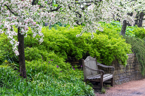 path leading through a garden with flourishing trees at sunshine in spring in the small village of Bad Vöslau, Austria